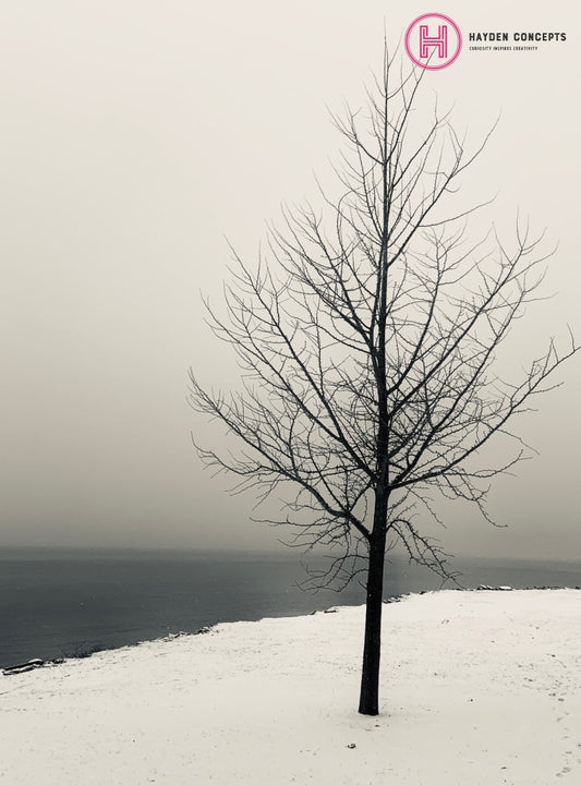 Bare Tree Ii Photography