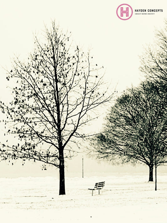 Empty Bench Photography