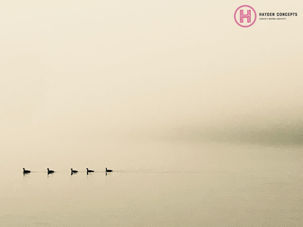 Geese In A Row Photography