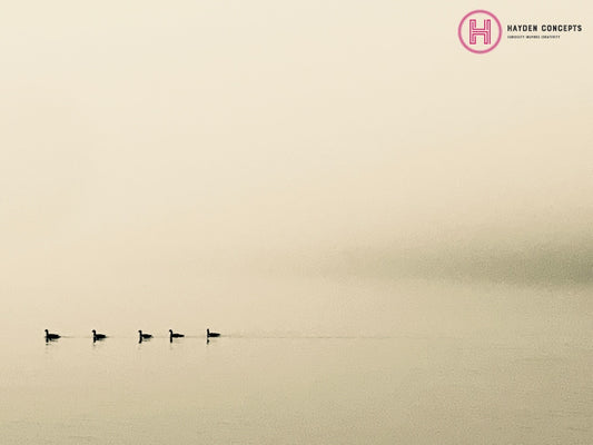 Geese In A Row Photography