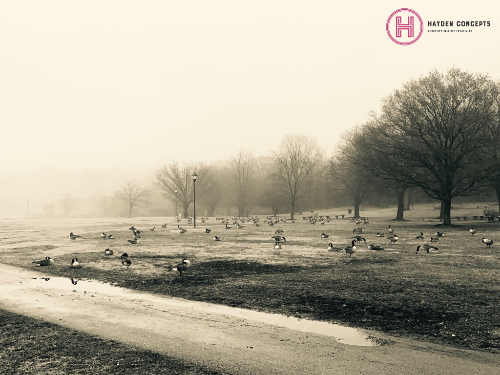 Geese In The Park Photography