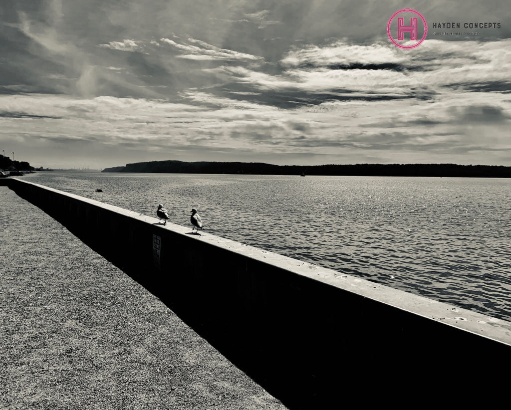 Seagulls By The Hudson Photography